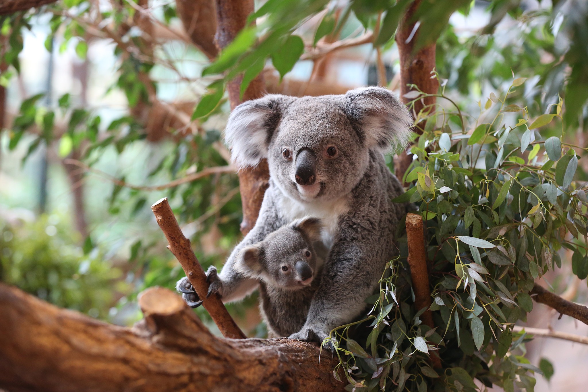 bebes-zooparc-de-beauval-01[1].jpg